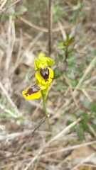 Ophrys lutea phryganae