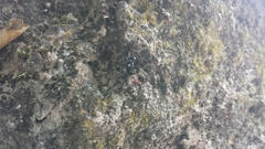 Pulchellodromus bistigma