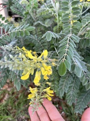 Sophora