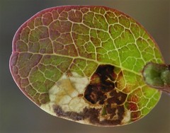 Stigmella myrtillella
