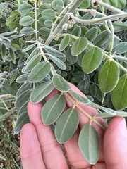 Sophora
