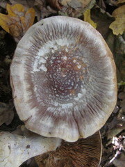 Cortinarius praestans