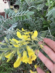 Sophora