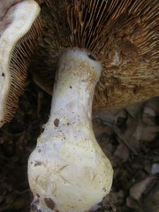 Cortinarius praestans