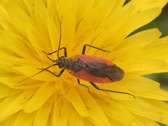 Dionconotus neglectus major