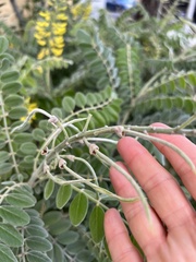 Sophora