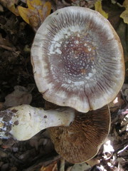 Cortinarius praestans