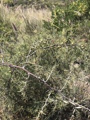 Asparagus pastorianus