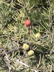 Asparagus pastorianus