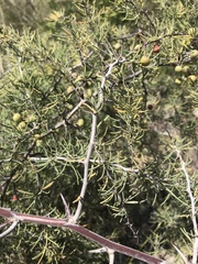 Asparagus pastorianus