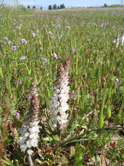 Lachenalia contaminata