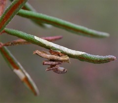 Coleophora ledi