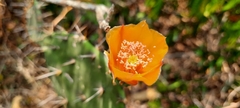 Opuntia