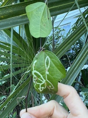 Pterygota
