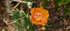 Opuntia