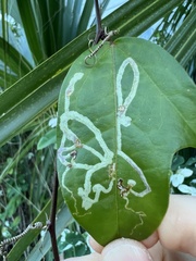 Pterygota