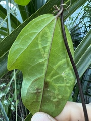 Pterygota