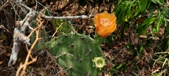 Opuntia
