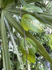 Pterygota