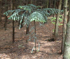 Abies alba