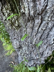 Smilax auriculata