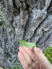 Smilax auriculata