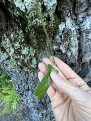 Smilax auriculata