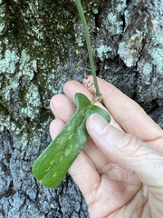 Smilax auriculata