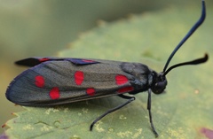 Zygaena dorycnii