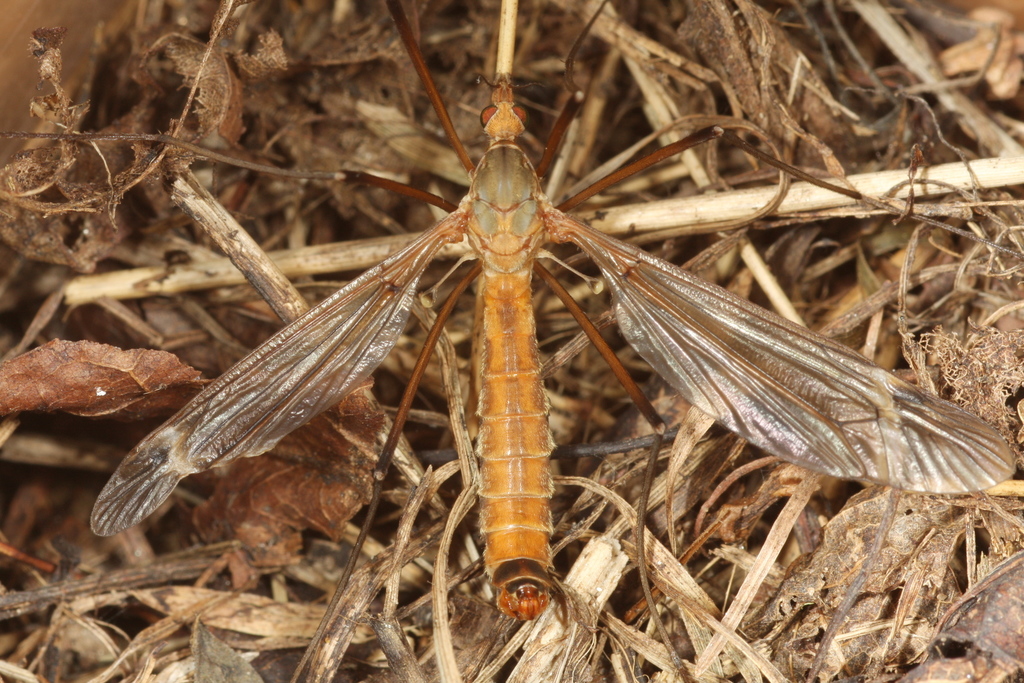 Dwarsstreepmaanmug, photo 1 of 8