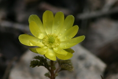 Adonis amurensis