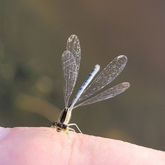 Ischnura hastata