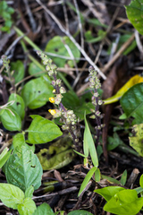 Alectra orobanchoides