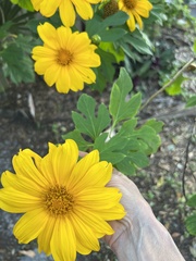 Tithonia diversifolia