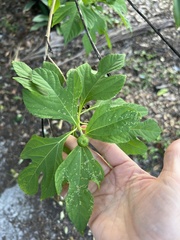 Tithonia diversifolia