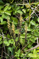 Alectra orobanchoides