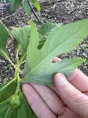 Tithonia diversifolia