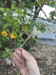 Tithonia diversifolia