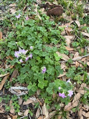 Oxalis