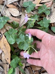 Oxalis