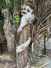 Ficus aurea