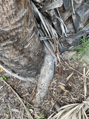 Ficus aurea