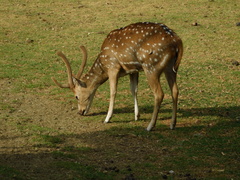 Cervini