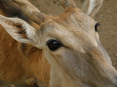 Alcelaphus buselaphus