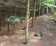 Abies alba