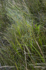 Chamaecrista plumosa
