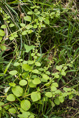 Endostemon obtusifolius