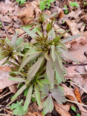 Ranunculus cassubicus