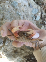 Orisarma sinense