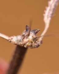 Phasmida